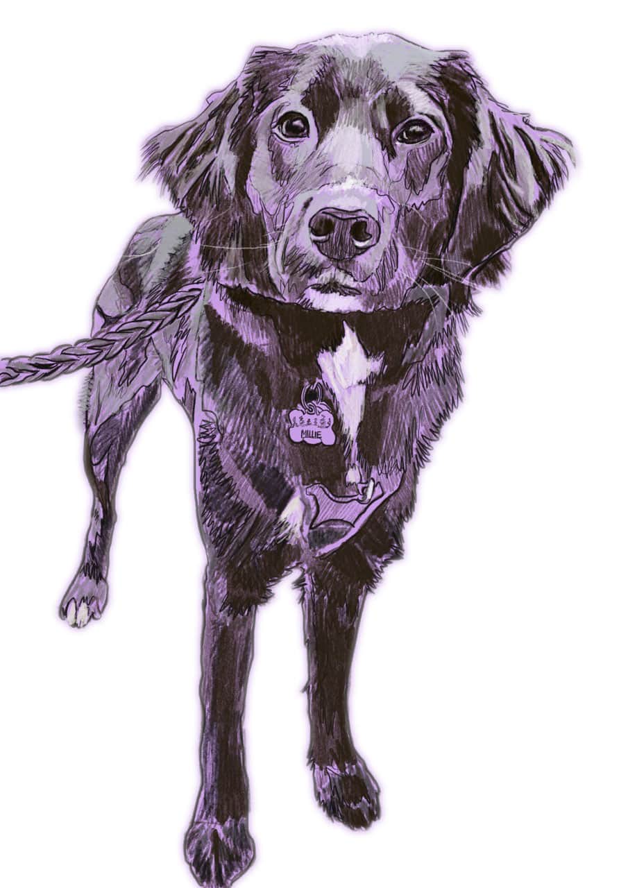 Shop dog two