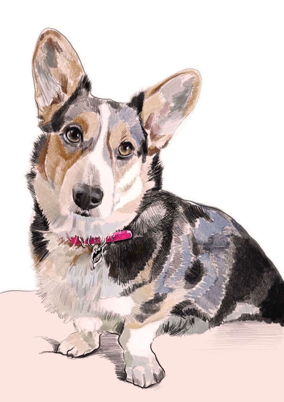 Shop dog one